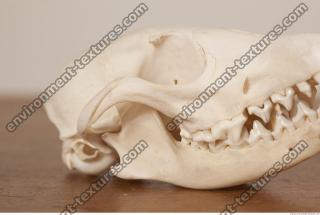 photo reference of skull 0011